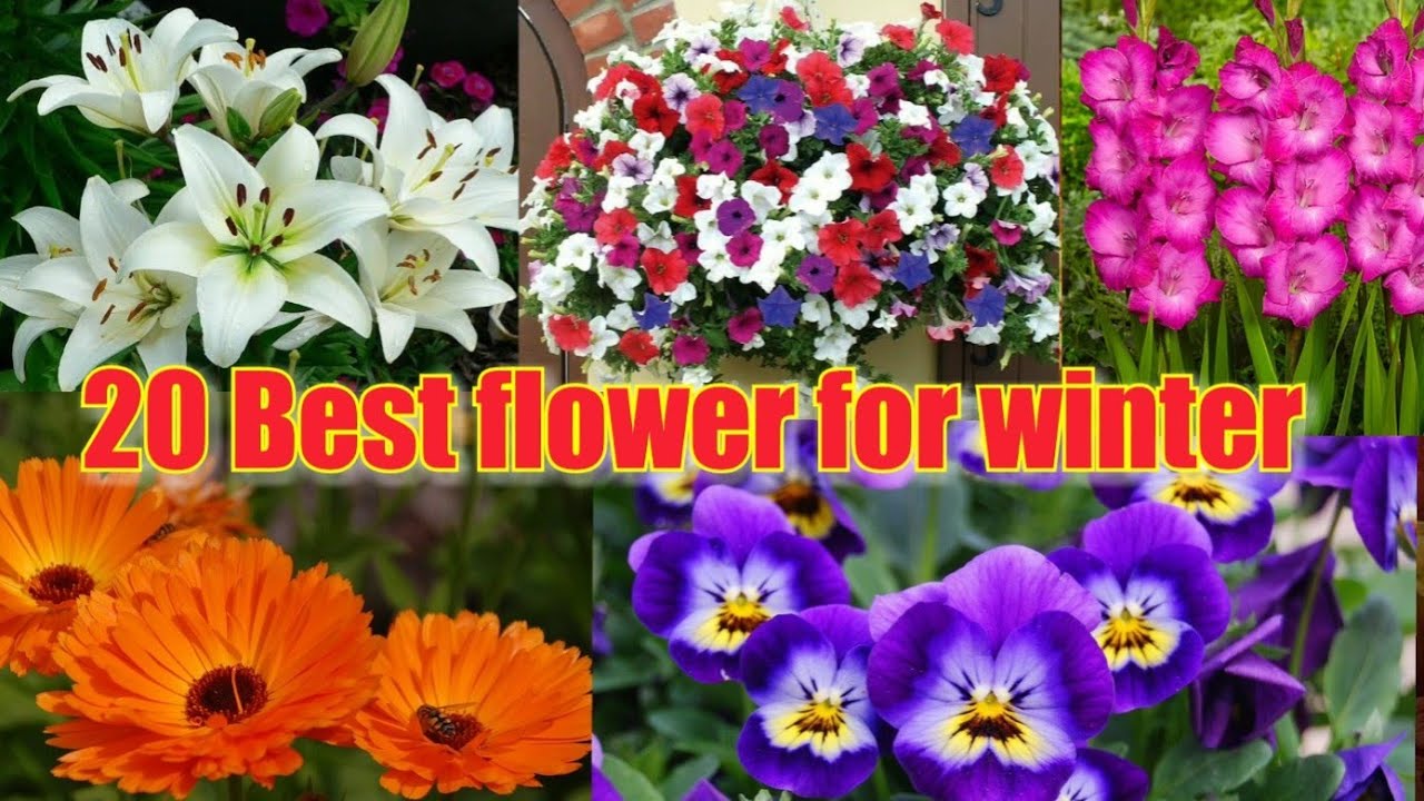 Best Winter Flowers in Indian weather