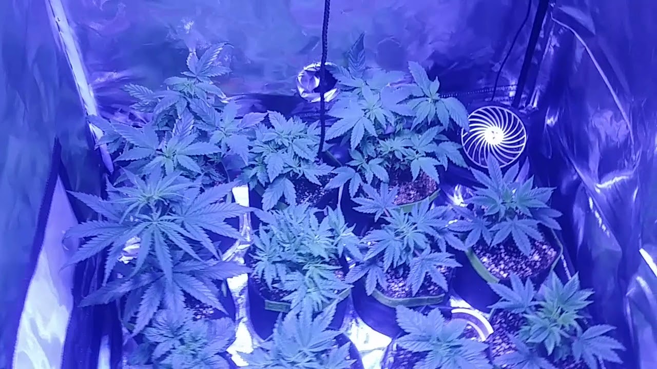 Nuke heads nuits and seeds having some discoloration what do u think