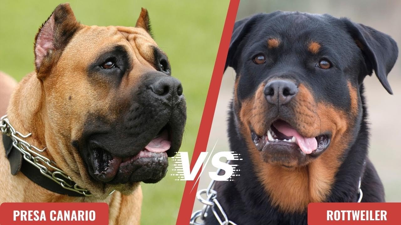 Presa Canario VS Rottweiler | Rottweiler vs Presa Canario dog breed comparison