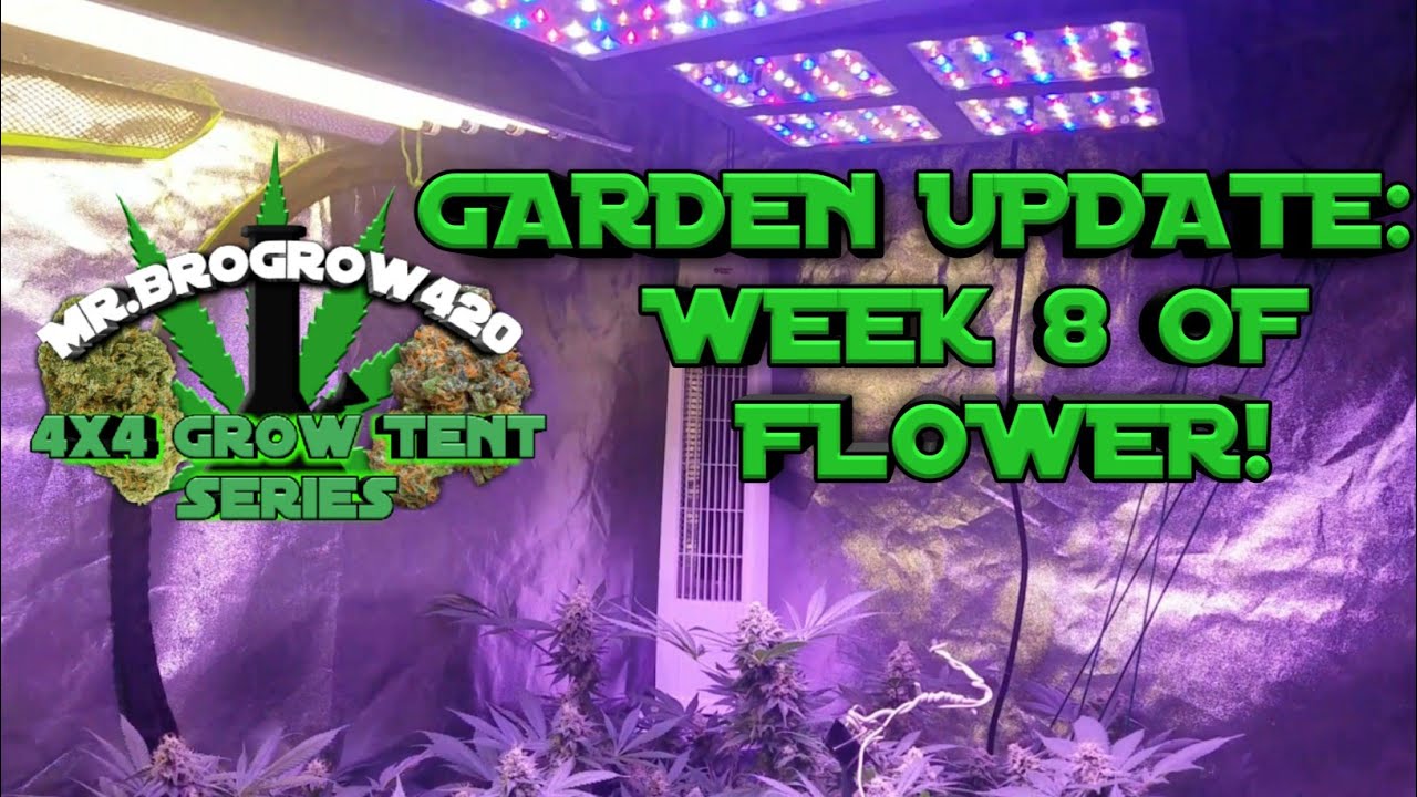 WEEK 8 OF FLOWERING - INDOOR CANNABIS GROW