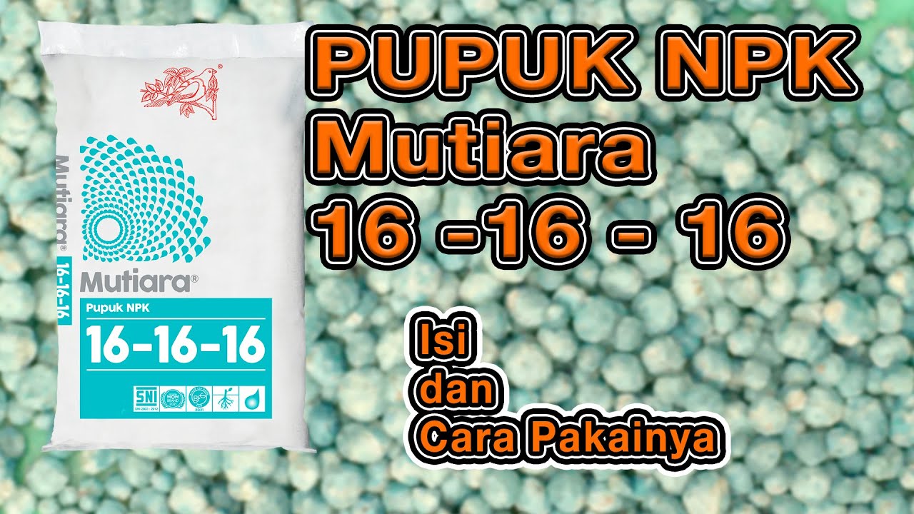 INi Cara Pakai Pupuk NPK Mutiara yg baik