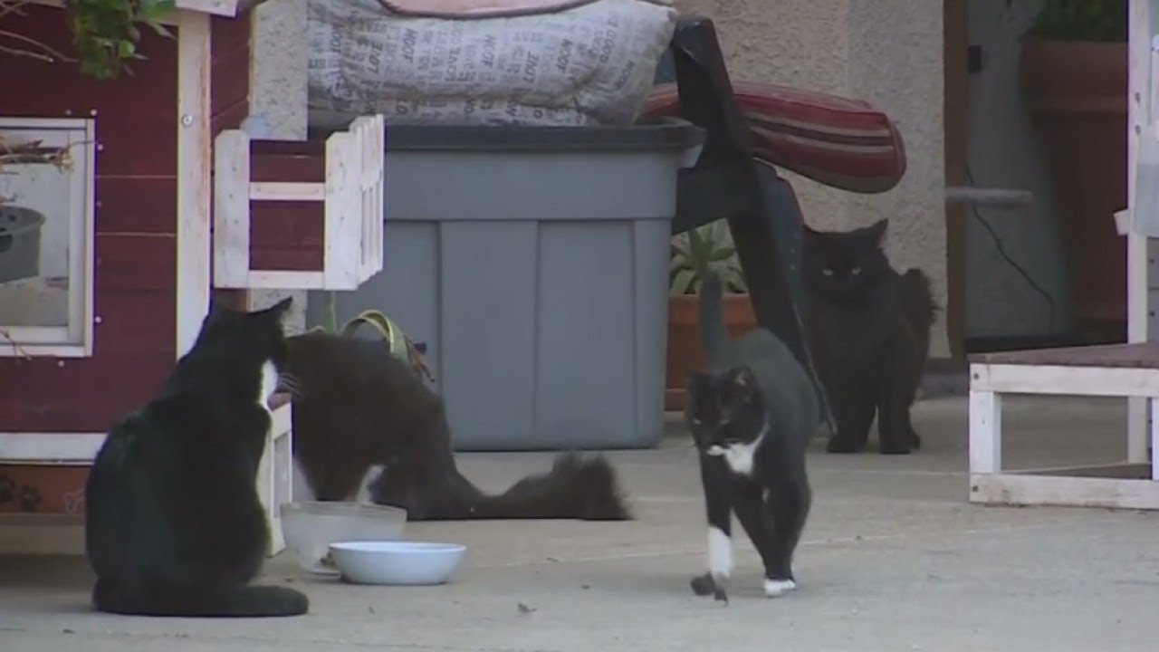 Cat Colony Out Of Control