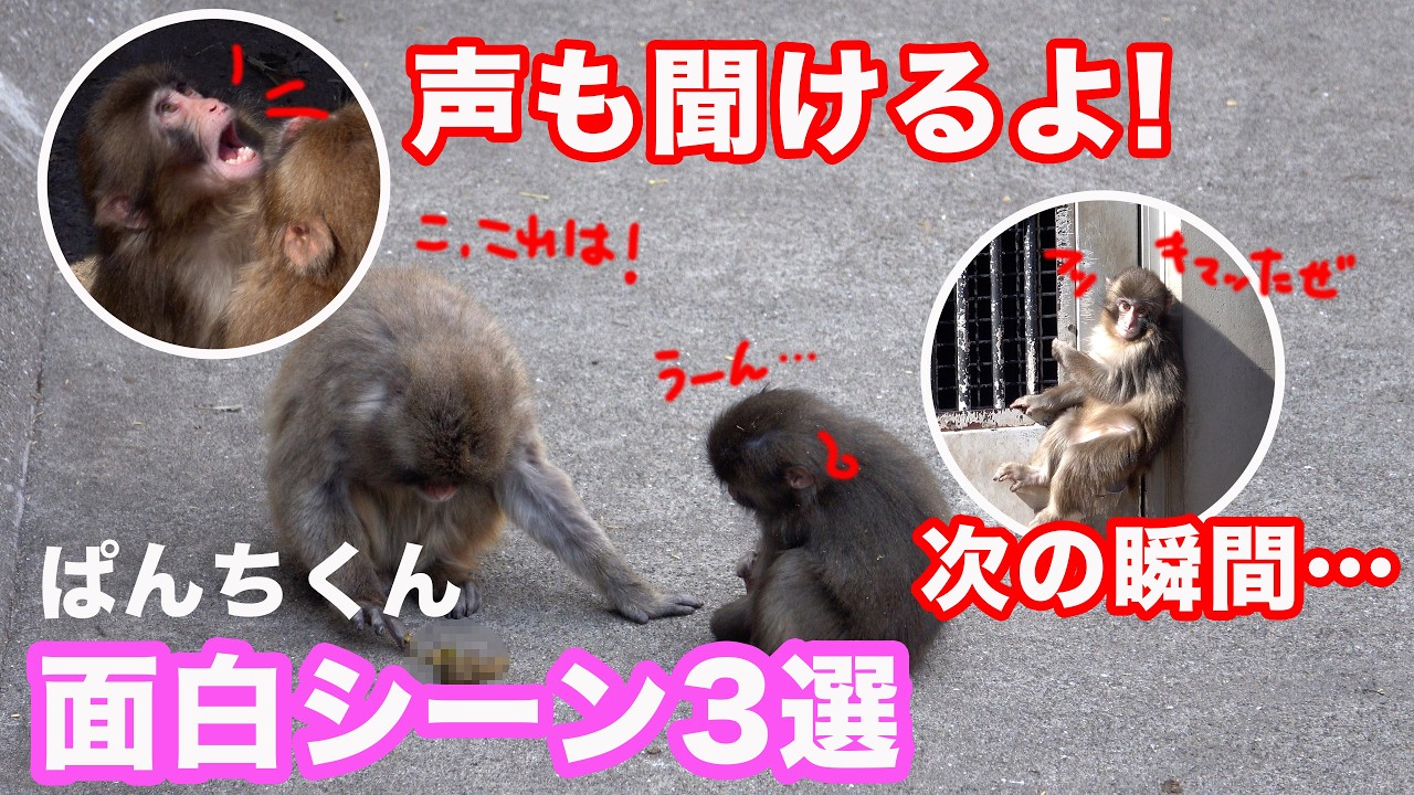 パンチ面白すぎる…思わず笑っちゃう面白シーン3選❣️市川市動植物園 “ぬいぐるみがお母さん”の子ザル「パンチくん」Punch the monkey 　4K　高画質