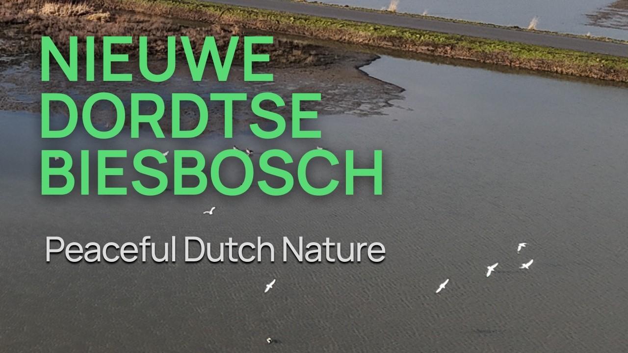 Migratory Birds & Wetlands of the Netherlands | Nieuwe Dordtse Biesbosch Drone Film