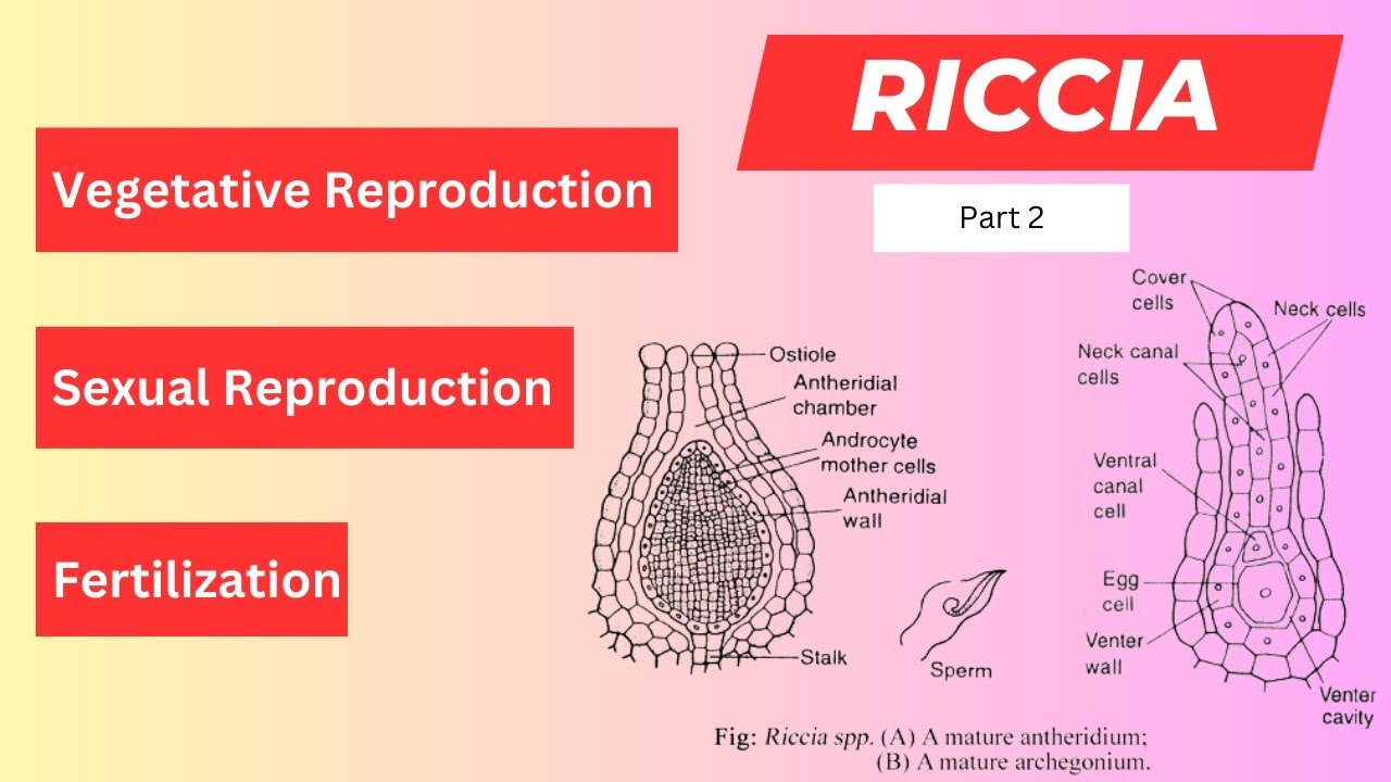 Riccia Reproduction | Vegetative Reproduction in Riccia | Sexual Reproduction in Riccia | Bryophyte