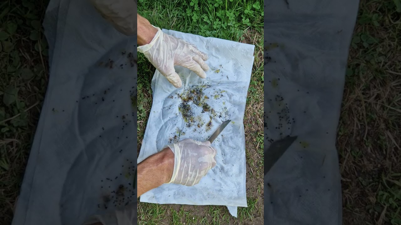Cleaning Cactus Seeds! Not for weak stomachs! 