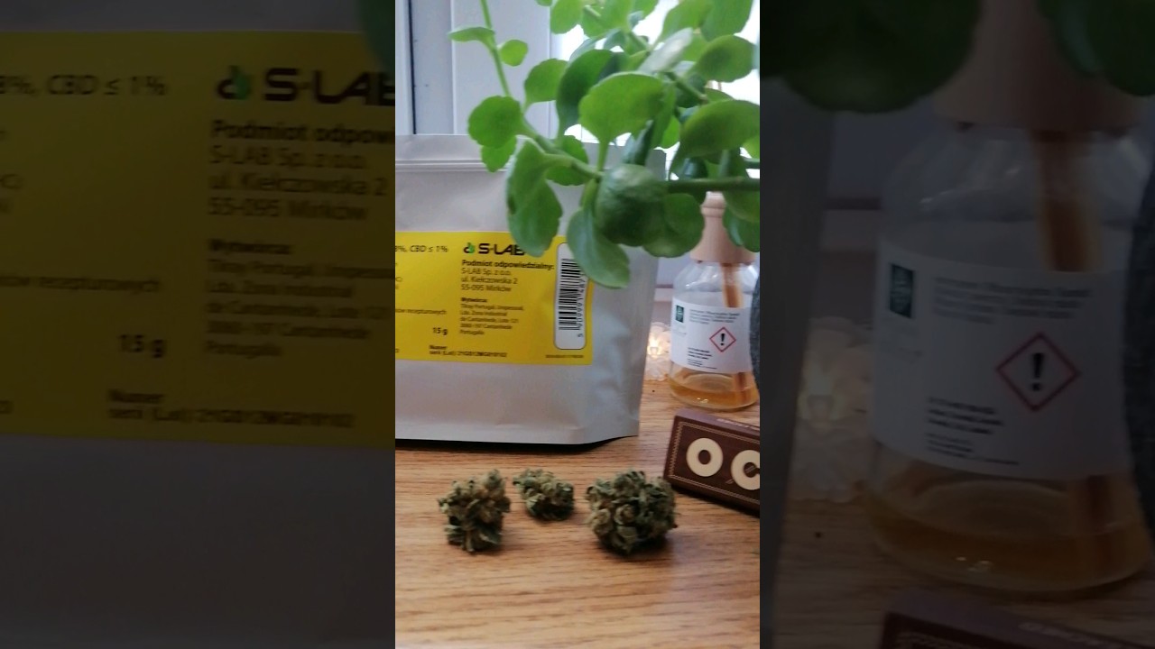 Medyczna Marihuana S-LAB Mango