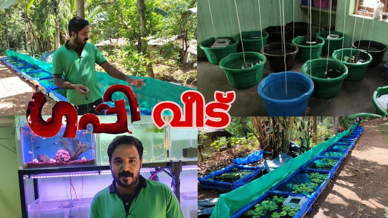 Guppy farm story of a young guppy farmer | thiruvananthapuram
