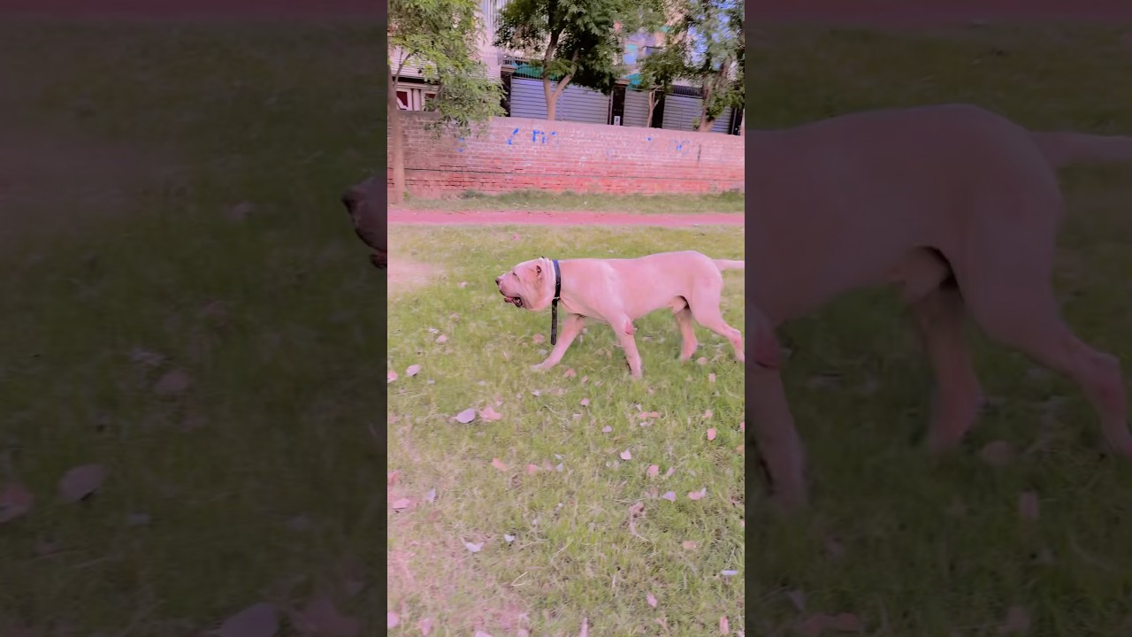 Heavy Bully Dog 😱 #bullydog #swpetshouse #pakistanibully #bullykutta #dogshorts #samadpetsvlog#reel