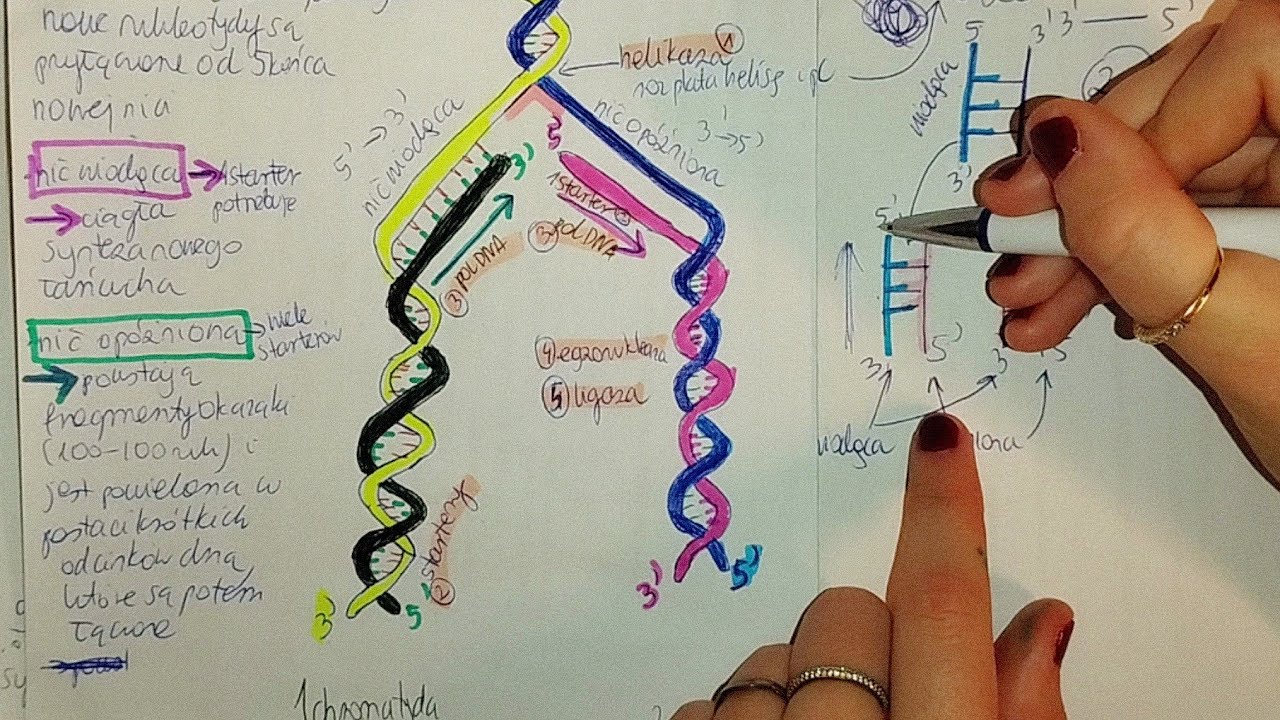 REPLIKACJA DNA U EUKARIOTA- o co chodzi ??