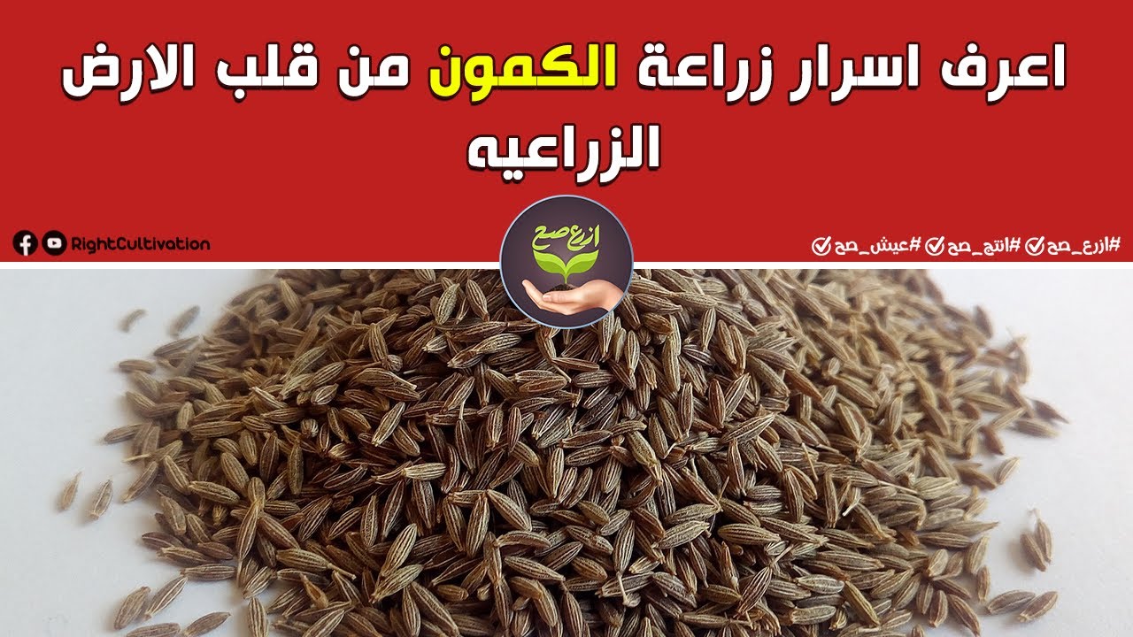 المدارس الحقلية| اعرف اسرار زراعة الكمون من قلب الارض الزراعيه