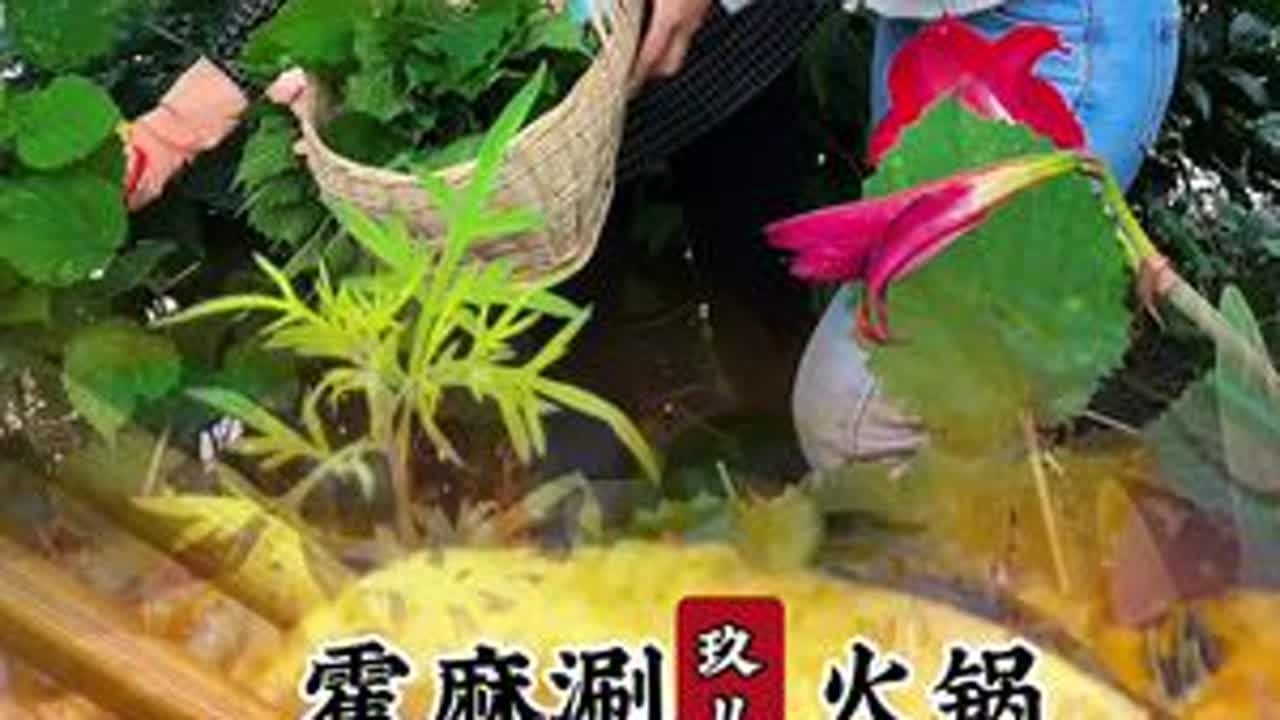 山里人为什么住在山里，因为有吃不完的野菜，赏不完的风景#我的乡村生活 #农村美食