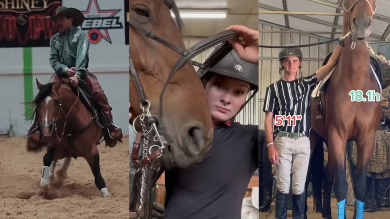 ♥️🐴 equestrian tiktoks 8 minutes 🐴♥️