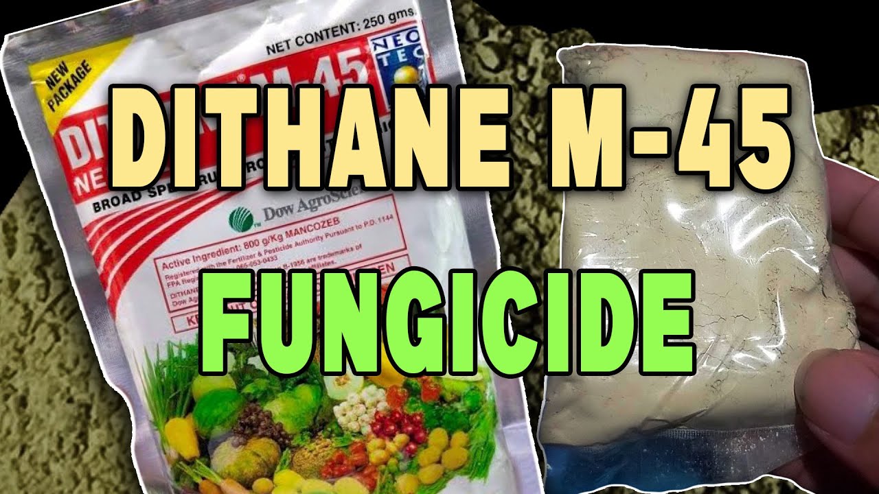 DITHANE M-45 FUNGICIDE | Paano gamitin sa pananim?