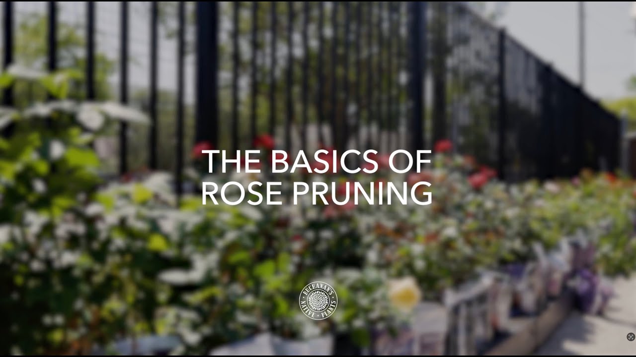 When and how to prune roses | Houston Texas