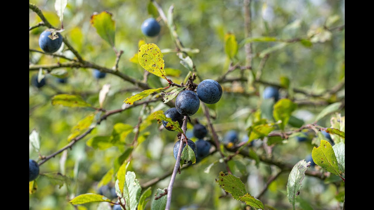 Local walk to pick some sloes