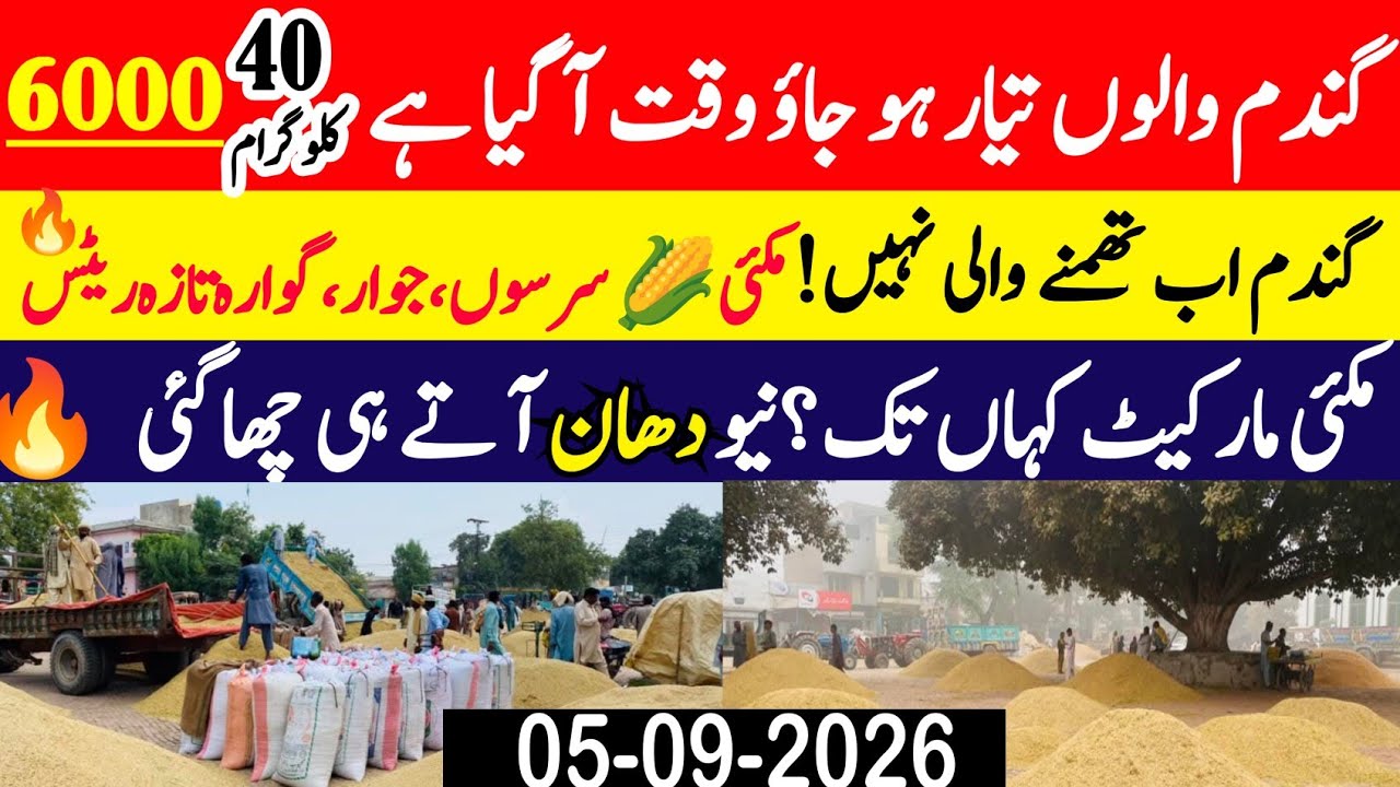 Today Wheat Price in Punjab 😲/Gundam kay Rates Today 2026/munji makki till sarso/Galla mandi rate 
