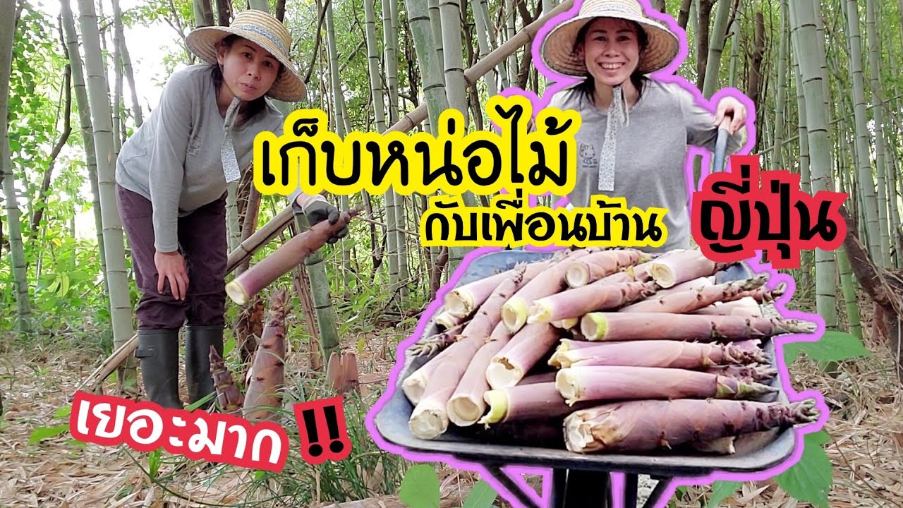 หน่อไม้ญี่ปุ่น งอกเต็มสวน ช่วยเพื่อนบ้านเก็บหน่อไม้ ปี2020