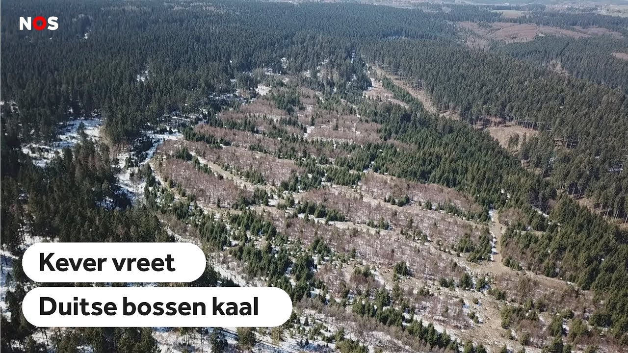 PLAAG: Deze kever vreet Duitse bossen kaal
