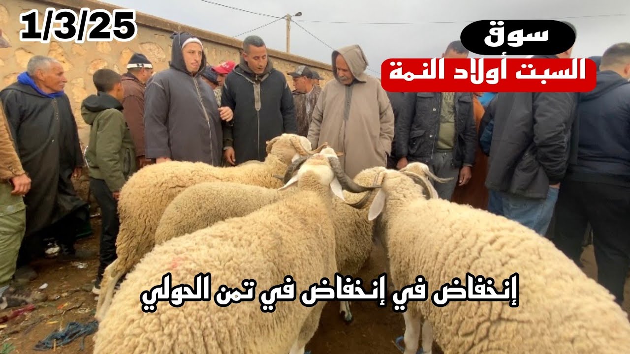 إنخفاض حاد في تمن حولي من سوق السبت أولاد النمة جهة بني ملال 1/3/25 حولي 120 رجع 40🐏🐏