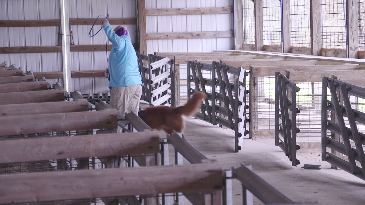 Jaeger Elite Swine Barn 5-1-21