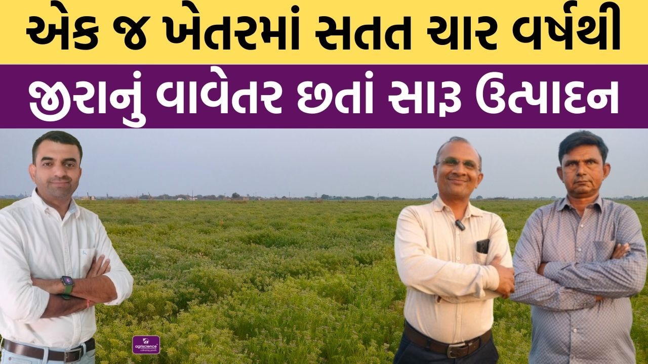 એક જ ખેતરમાં સતત ચાર વર્ષથી જીરાનું વાવેતર છતાં સારૂ ઉત્પાદન | Jeera | Agriscience