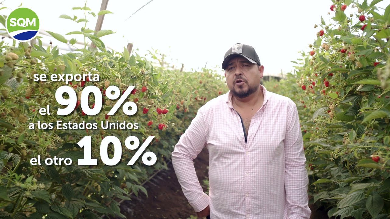 Cómo Ultrasol®ine Berries Revoluciona la Producción de Frambuesa para Exportación