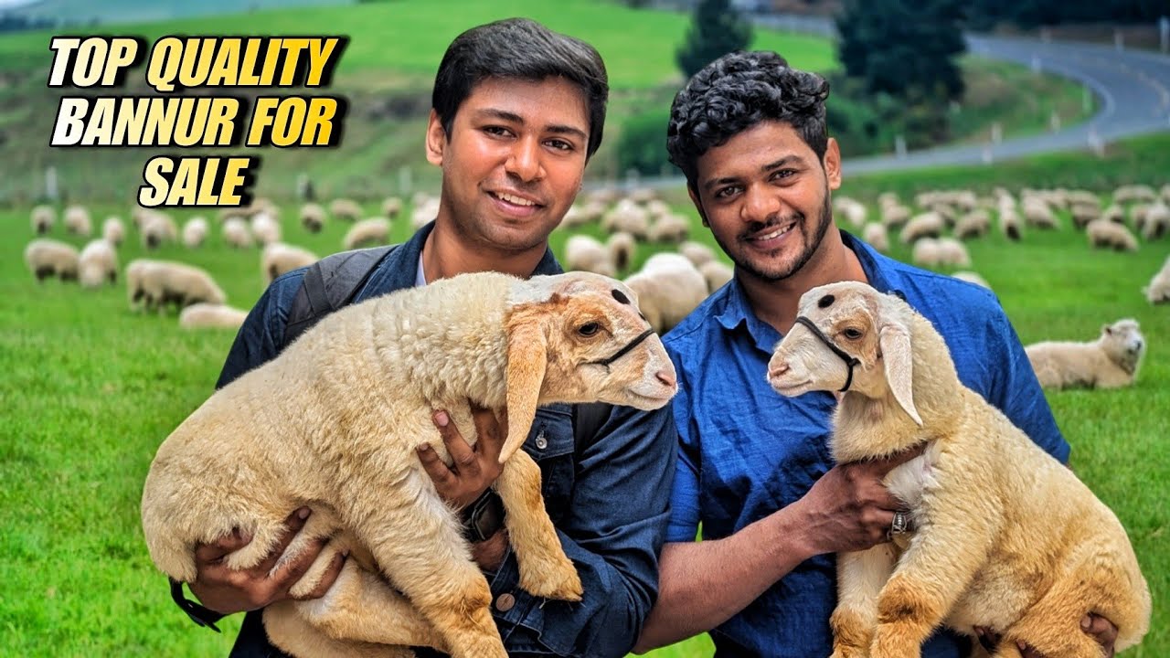 Bannur sheep for sale in Bangalore at very reasonable prices full detail video with prices