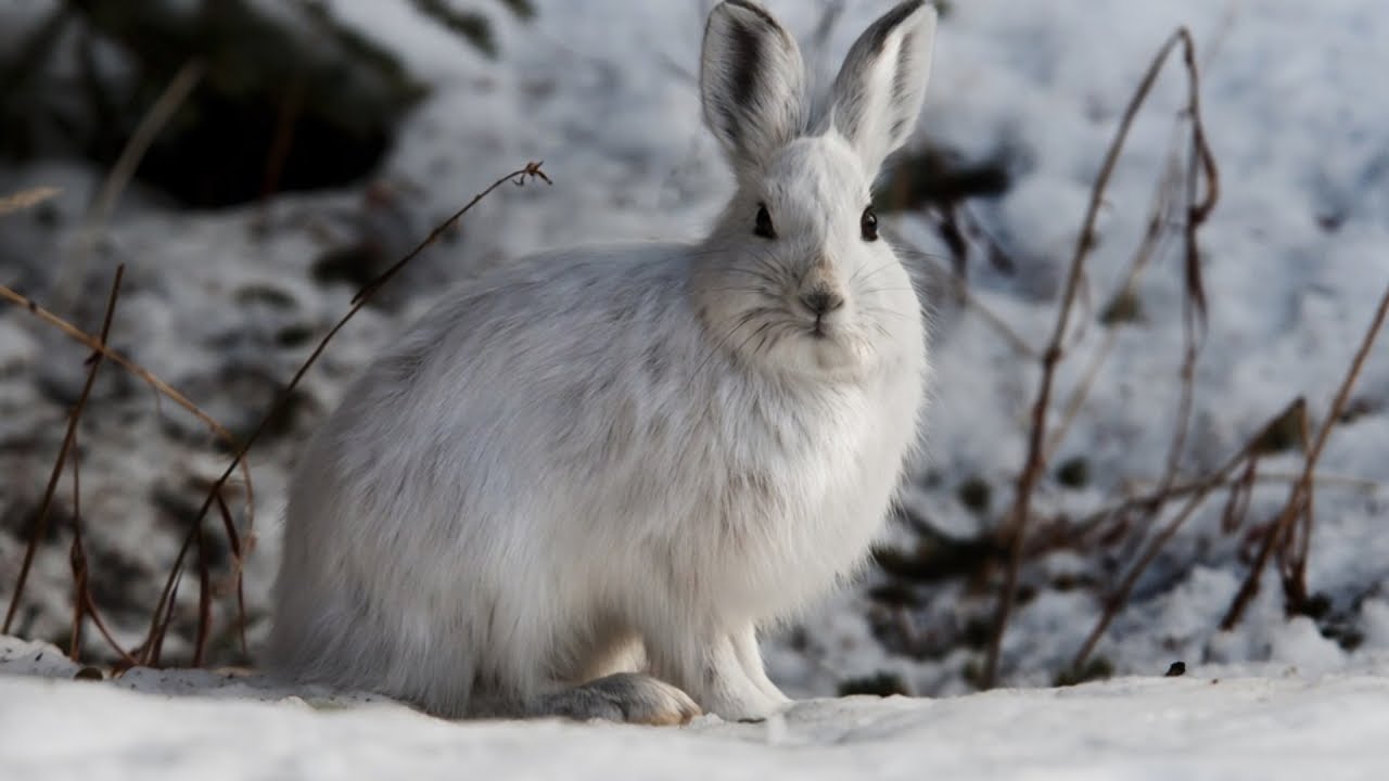 How Did This Hare Escape An Avalanche?