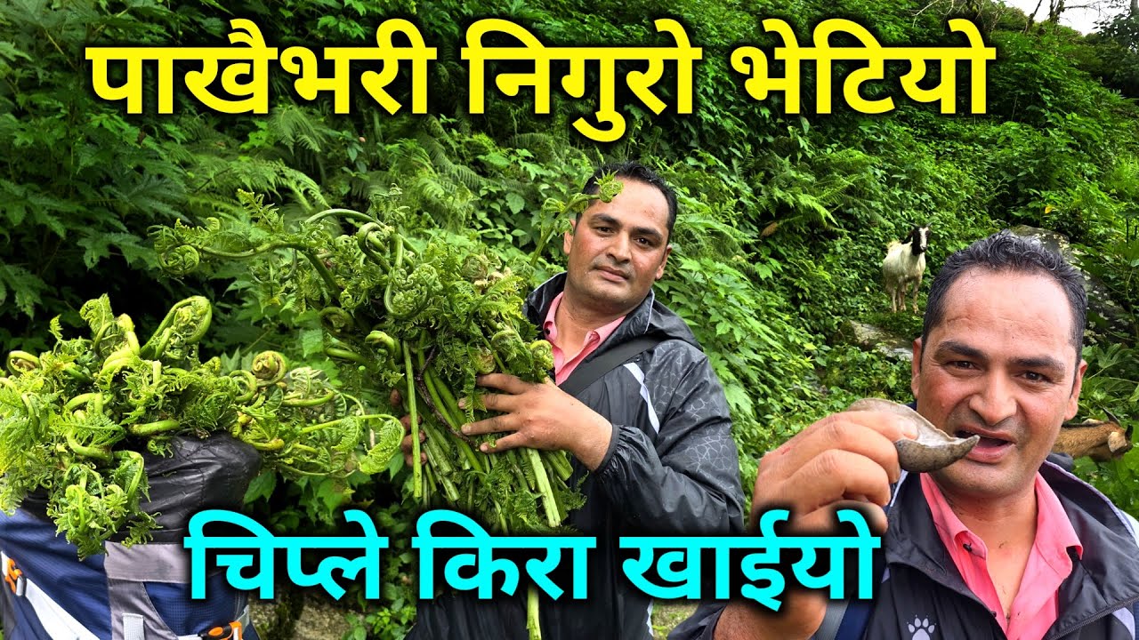 पाखैभरि यति धेरै निगुरो भेटियो | गाउलेहरुले घाँस काटेर बस्तुलाई हाल्ने चलन | खेर गइरहेको हरियो सुन 