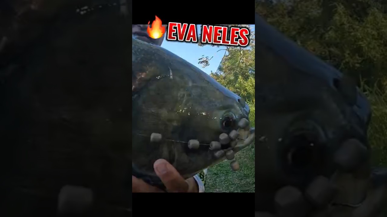 TAMBA NO EVA  #bigfish #fishing #pesca