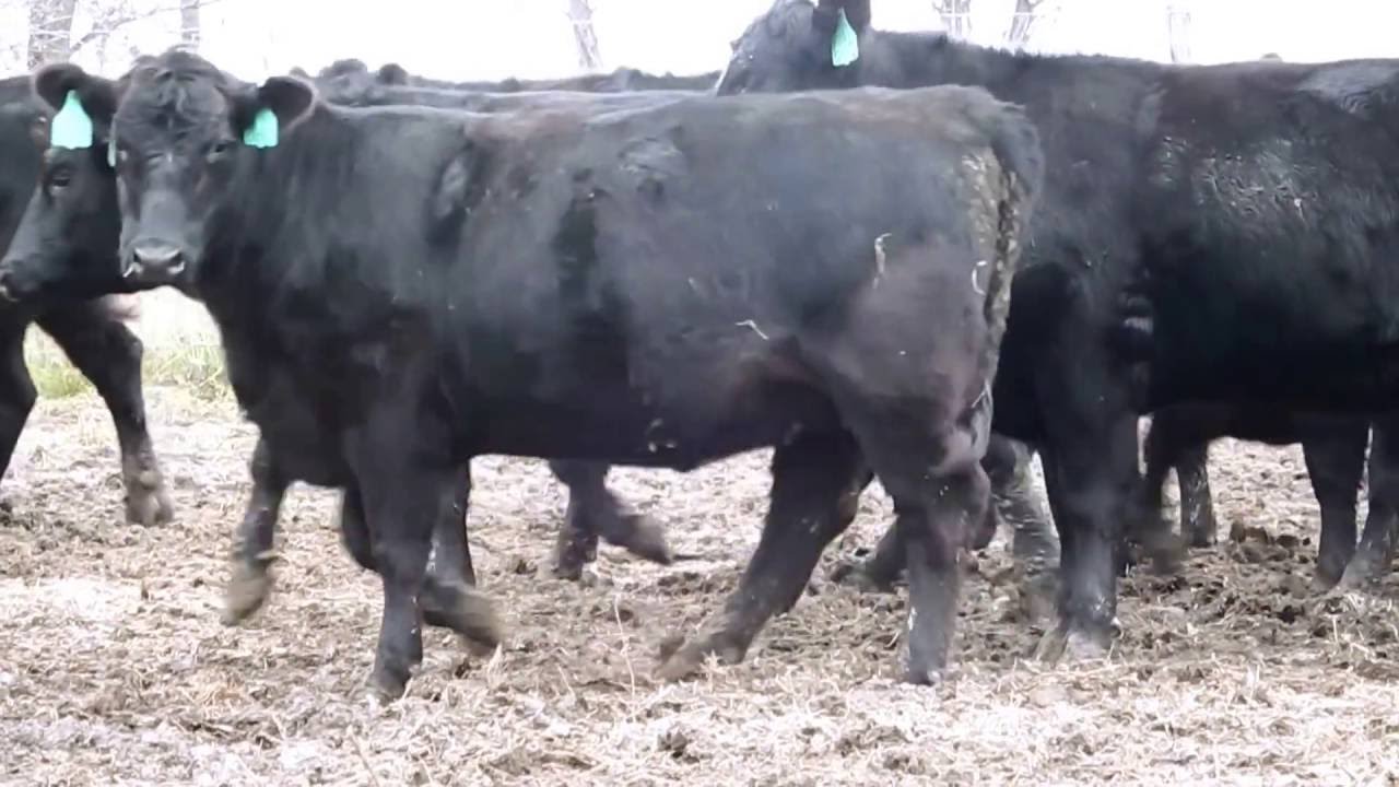 OCC Bred Heifer