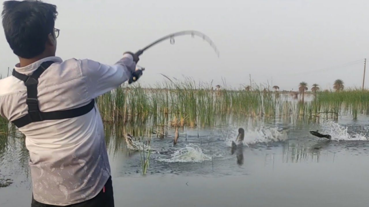 😱 Monster Snakehead Fish Caught on Frog Lure! | Unbelievable Topwater Action 🎣