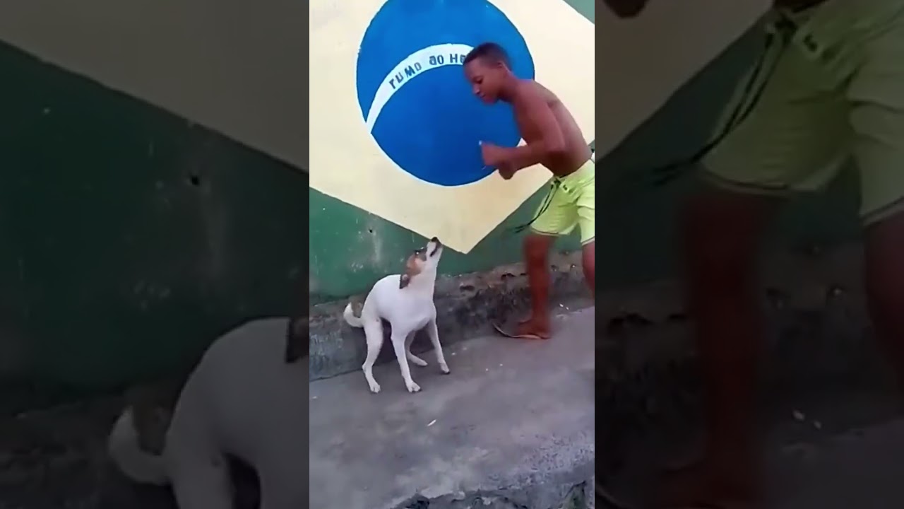 Brazilian dog dancing with a boy | Brazil | dance | ytshorts