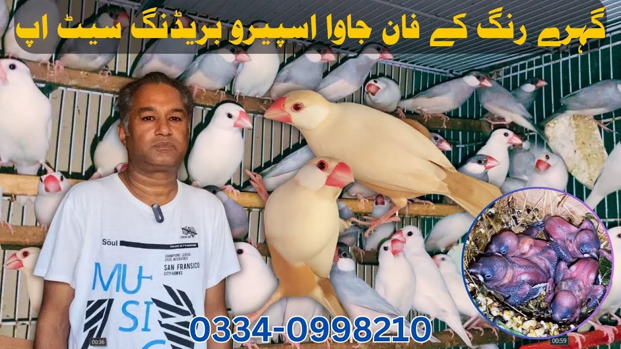 Dark-Colored Fawn Java Sparrow Breeding Setup | Java Sparrow Care Tips