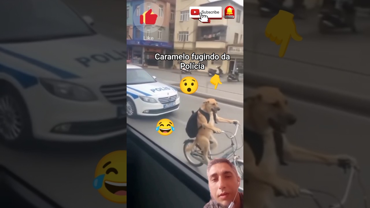 Caramelo fugindo da Pol&iacute;cia 🚔 😯😂 #shortsviral #memes #caramelo #police