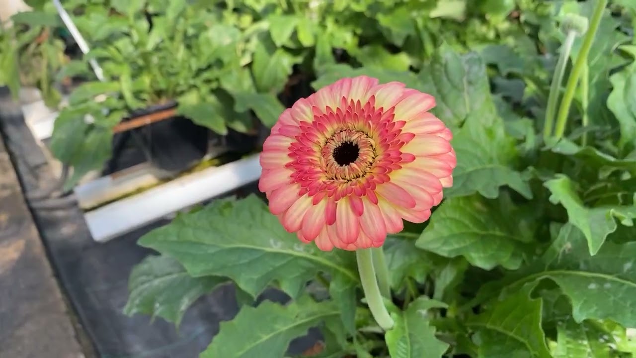 Introducing our NEW gerbera greenhouse 2022