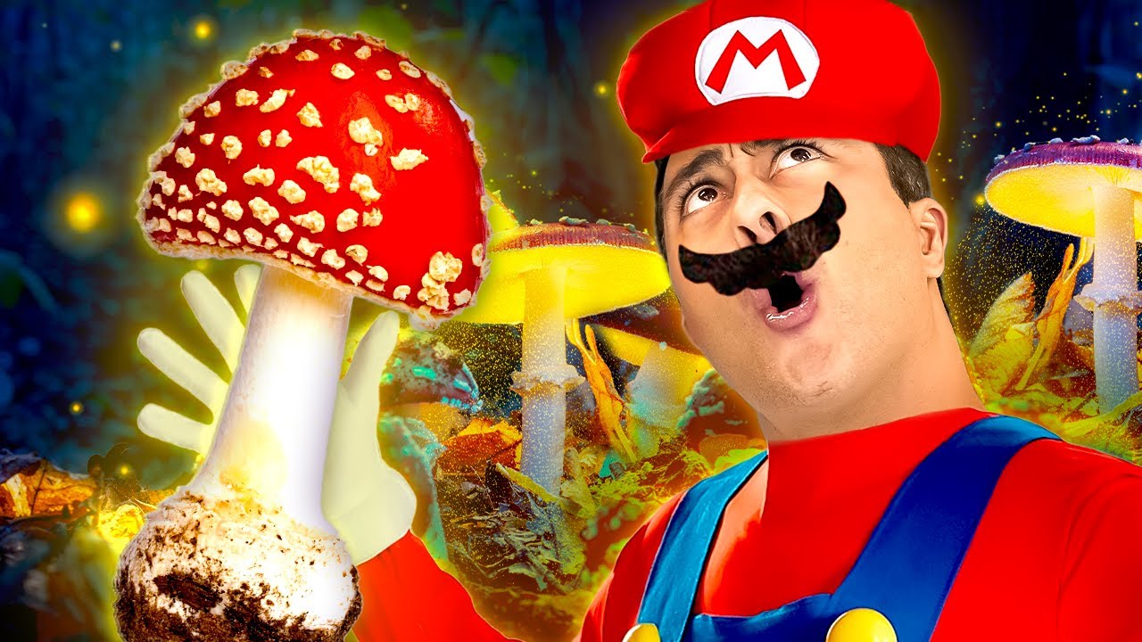 O que são FUNGOS? Desvendando o REINO FUNGI