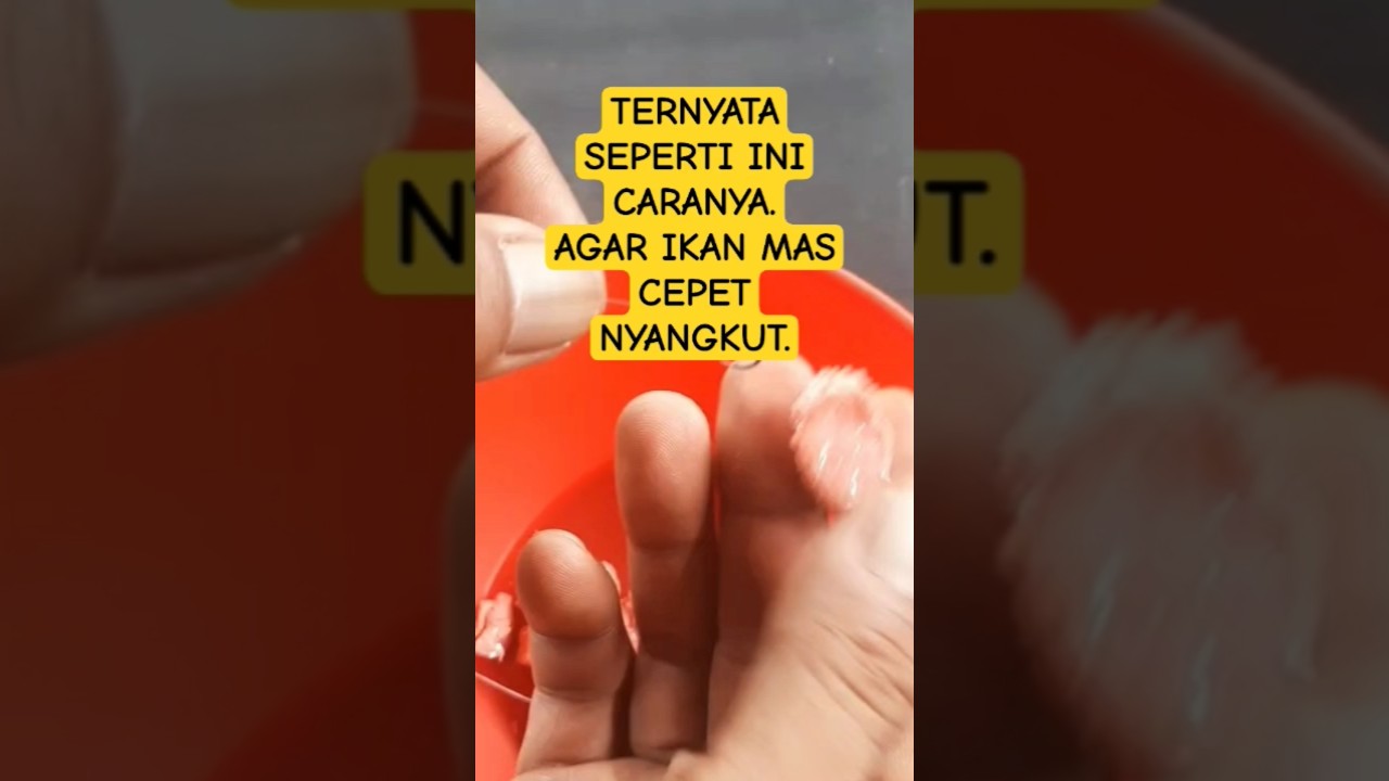 Cara pasang umpan ikan mas ke kail #vidioshortsviral #vidioshortsyoutoube.