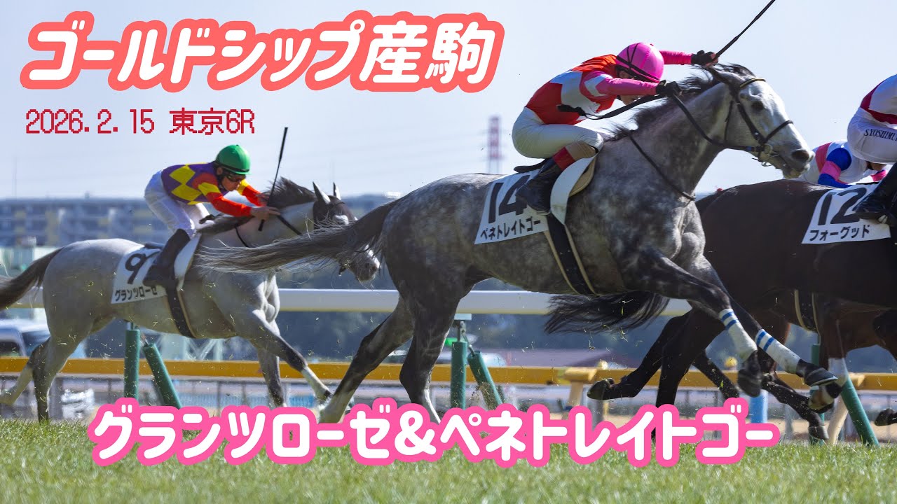 【ゴールドシップ産駒🐴】かわいい芦毛2頭が通りすぎるだけの動画☺️