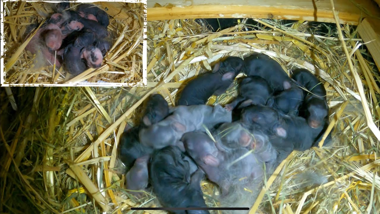 In Summe 25 Kaninchenbabys