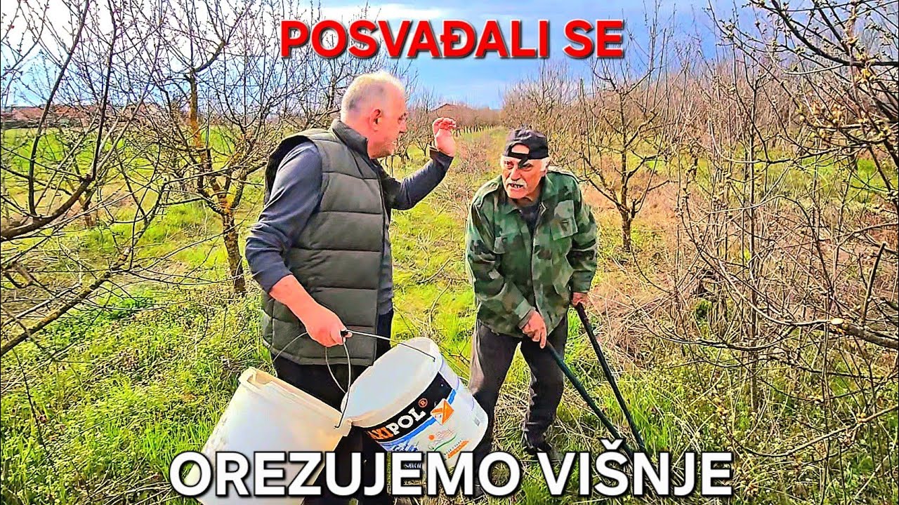DRAGI CRNI I SINČIĆ OREZUJU VI&Scaron;NJE! *žestoko se posvađali*