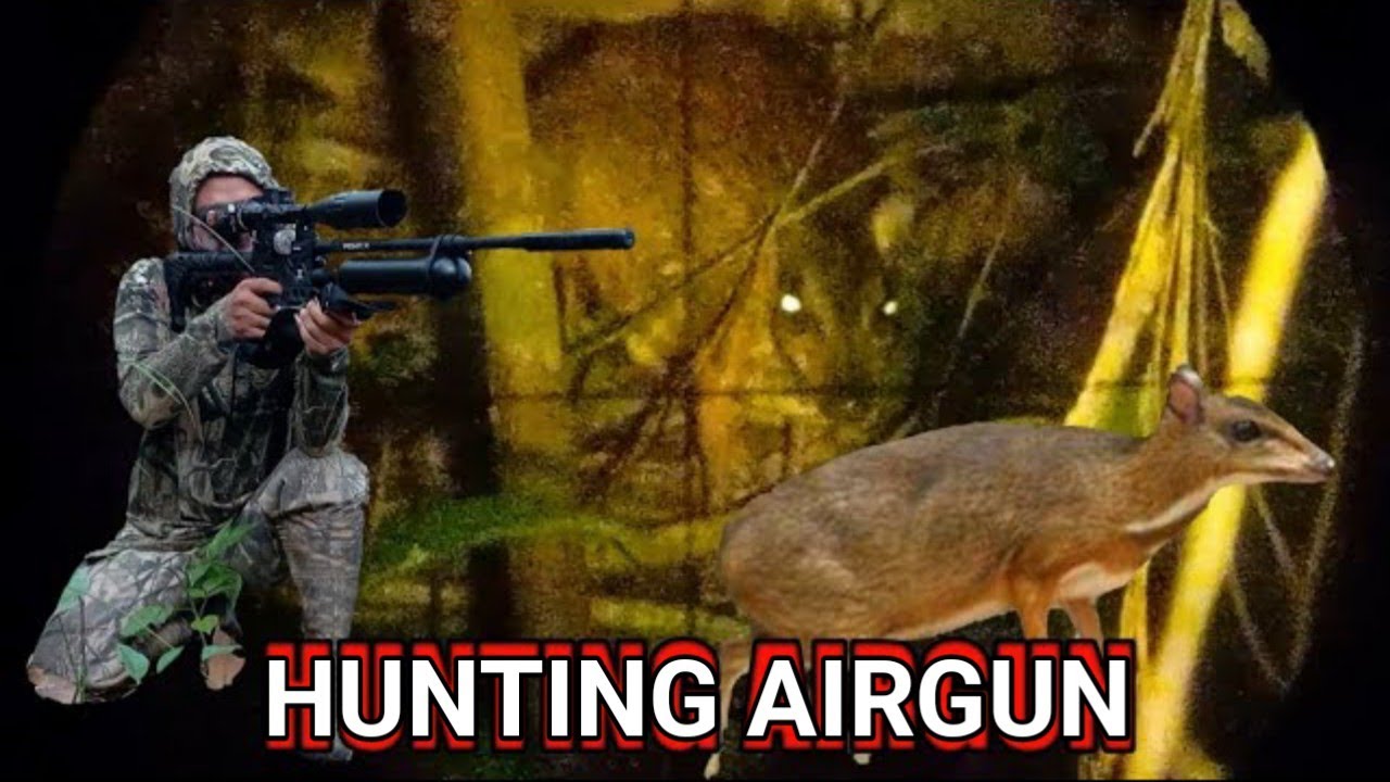 HUNTING MOALES IN THE FORESTS OF KALIMANTAN