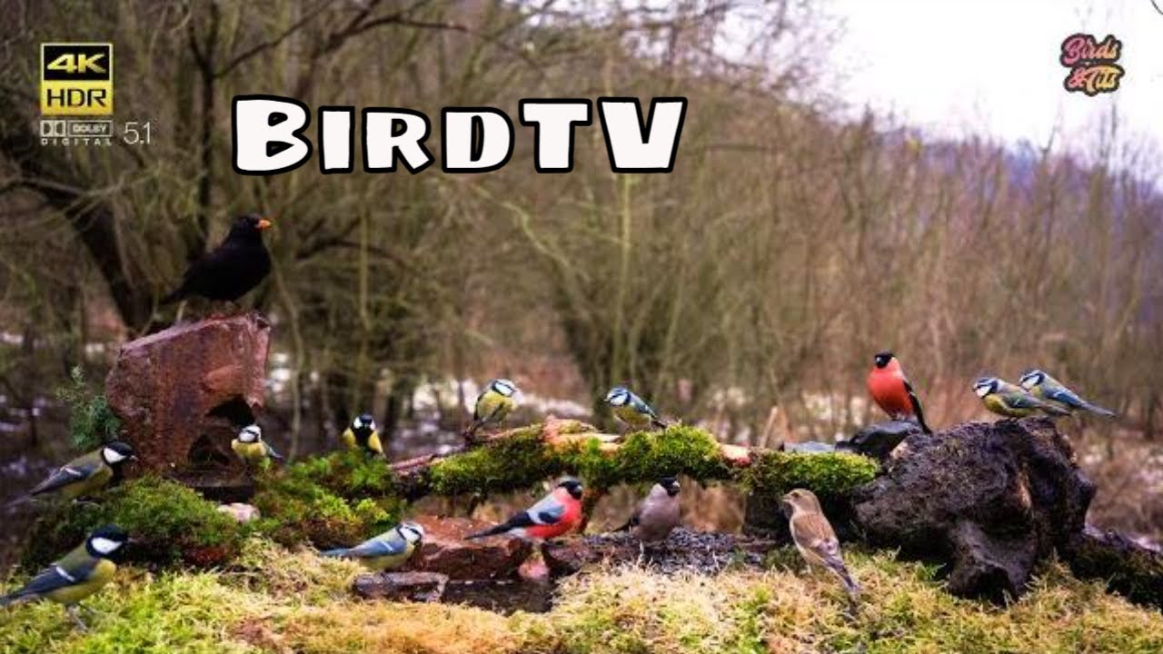 Cat tv😻Bullfinch family at Natural Feeder for all pets to watch🐦📺4K HDR ♫ 5.1