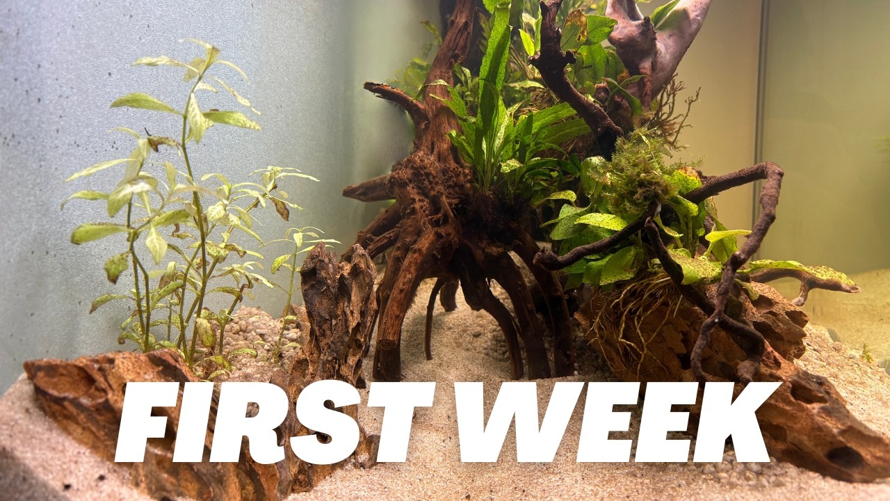 La prima settimana dell’acquario