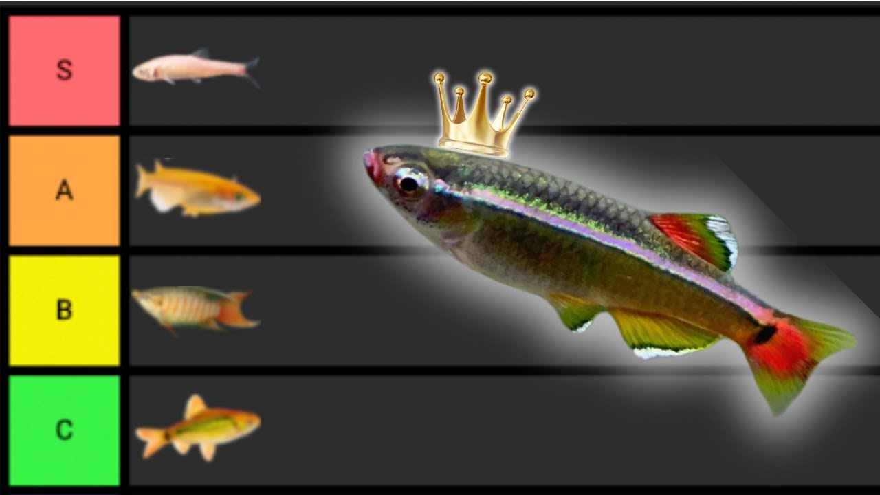 Fish That Don't Need a Heater: The Best Cold Water Options