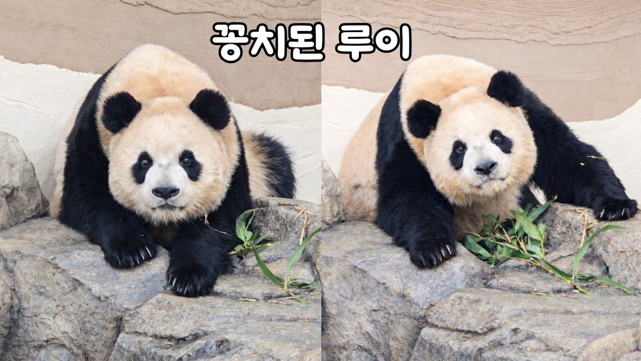[ep.794]자다 일어나서 꽁치된 루이♡울 애기 뭐가 불편했을까