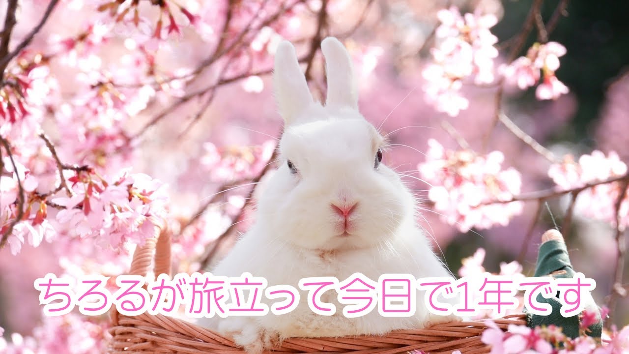 ちろるが旅立って1年です🌸