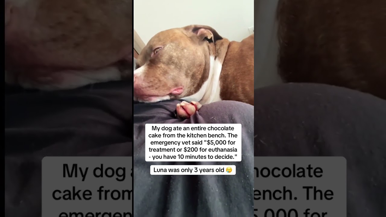 Luna’s story in the description