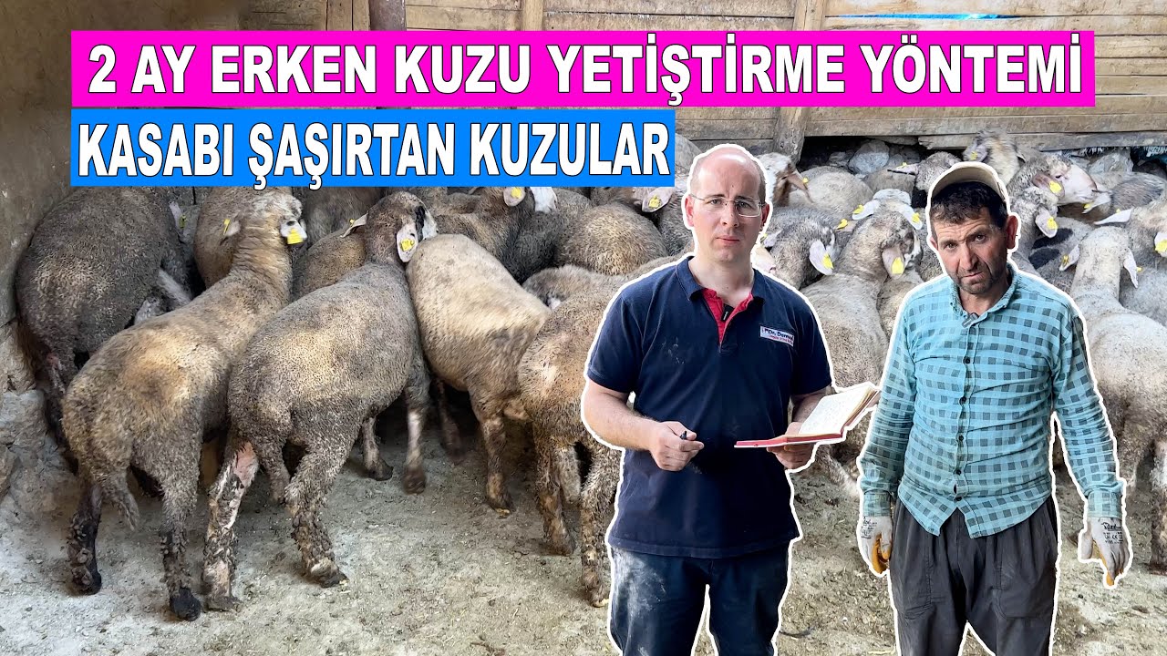 2 Ay Erken Kuzu Yetiştirme Yöntemi | Kasabı Şaşırtan Kuzular